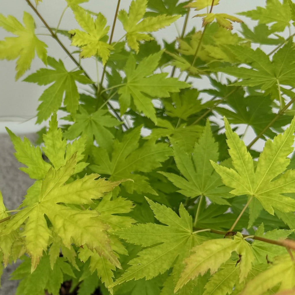Green boutiQ - Plante de terrasse - Érable du Japon - Acer palmatum Orange Dream - Orange - 2 plantes - Caduc - Pot 19 cm Hauteur 70 cm