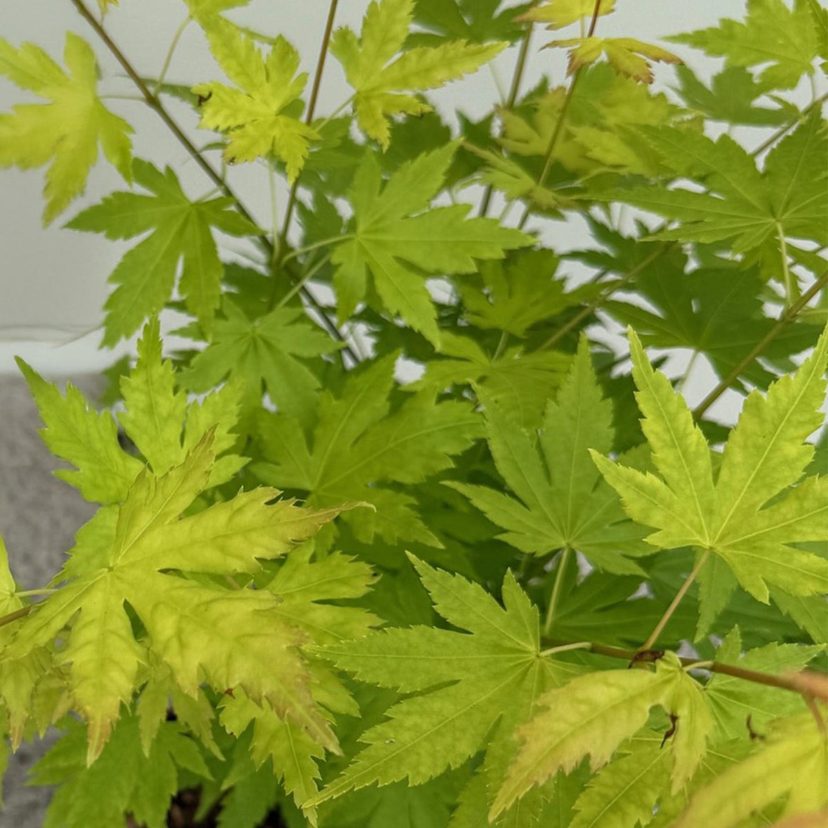 Green boutiQ - Plante de terrasse - Érable du Japon - Acer palmatum Orange Dream - Orange - 2 plantes - Caduc - Pot 19 cm Hauteur 70 cm