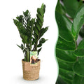 Green BoutiQ - Green is... Plantes d'intérieur - Zamioculcas - Plante ZZ - Peu d'entretien - avec panier - Vert - 1 plante - Pot 17cm - Hauteur 65-75cm