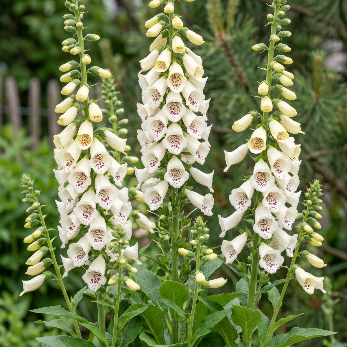 Green boutiQ - Plante vivace - Digitalis purp. Dalmatian White - Digitale - Ombre - Blanc - 1 plante - Pot 11 cm - Hauteur 15-25 cm