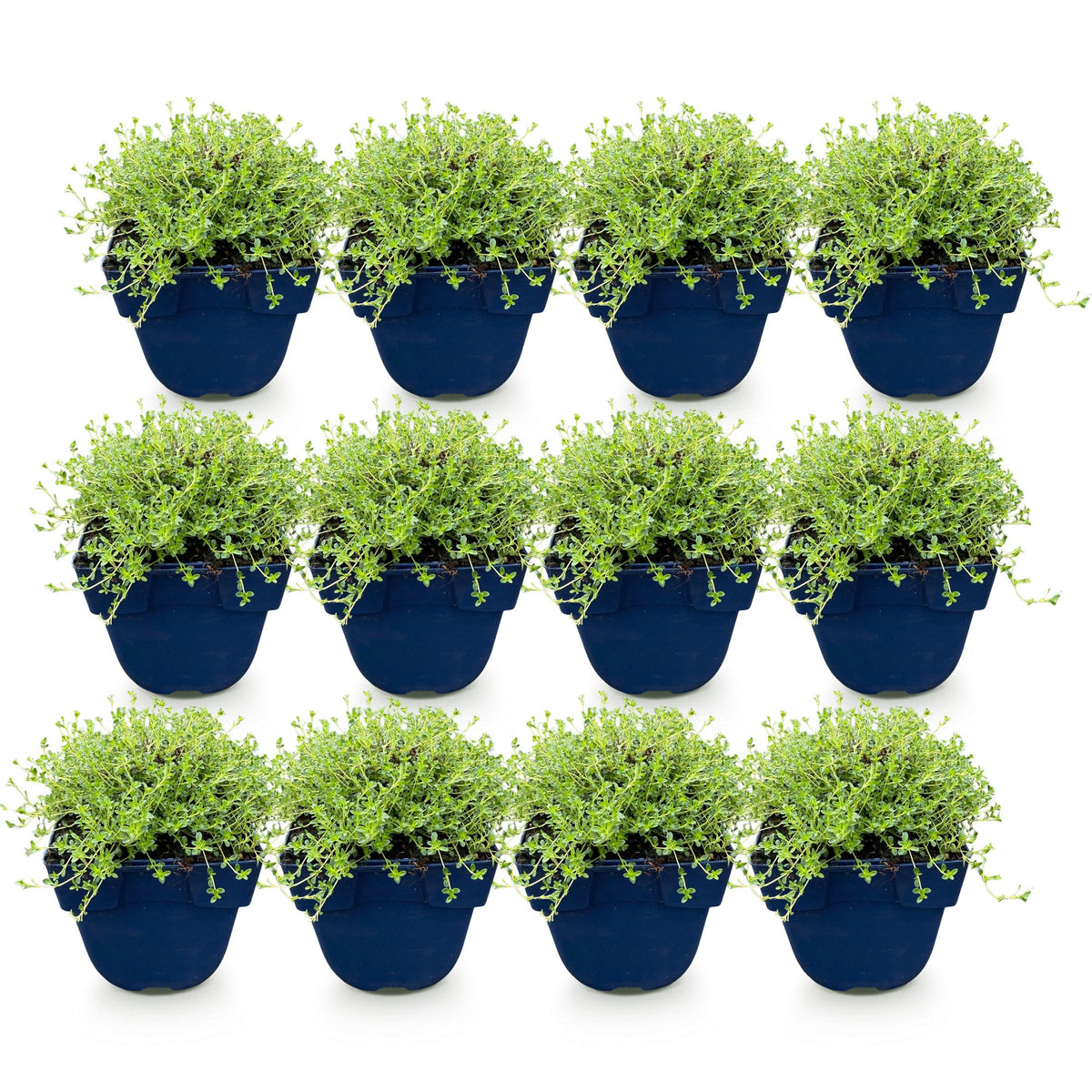 Green boutiQ - Perennial - Thymus praecox Albiflorus - White creeping thyme - Fragrant - White - 12 Plants - Pot 11cm - Height 15-25cm