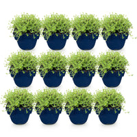 Green boutiQ - Perennial - Thymus praecox Albiflorus - White creeping thyme - Fragrant - White - 12 Plants - Pot 11cm - Height 15-25cm