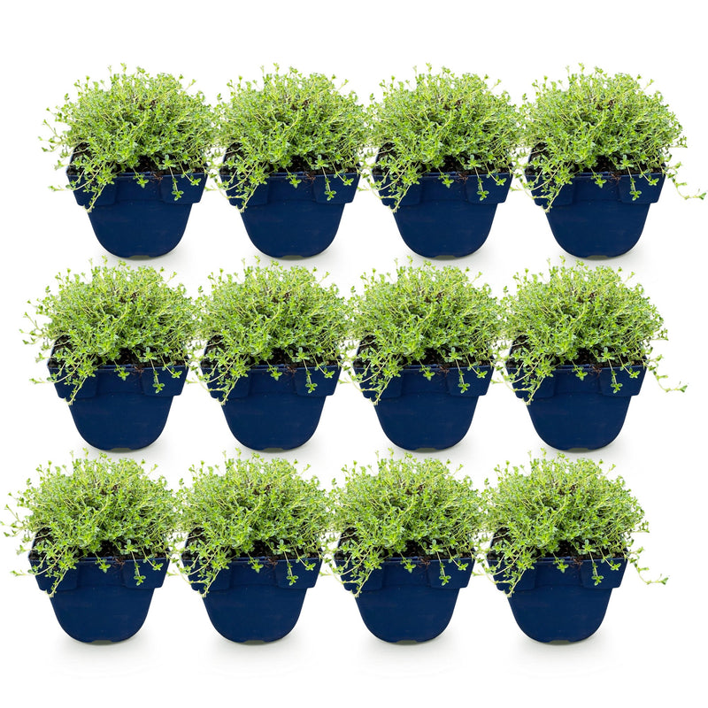 Green boutiQ - Perennial - Thymus praecox Albiflorus - White creeping thyme - Fragrant - White - 12 Plants - Pot 11cm - Height 15-25cm