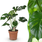 Green BoutiQ - Green is... Plantes d'intérieur - Monstera Deliciosa - Plante à trous - Peu d'entretien - Vert - 1 Plante - Pot 17cm - Hauteur 50-55cm
