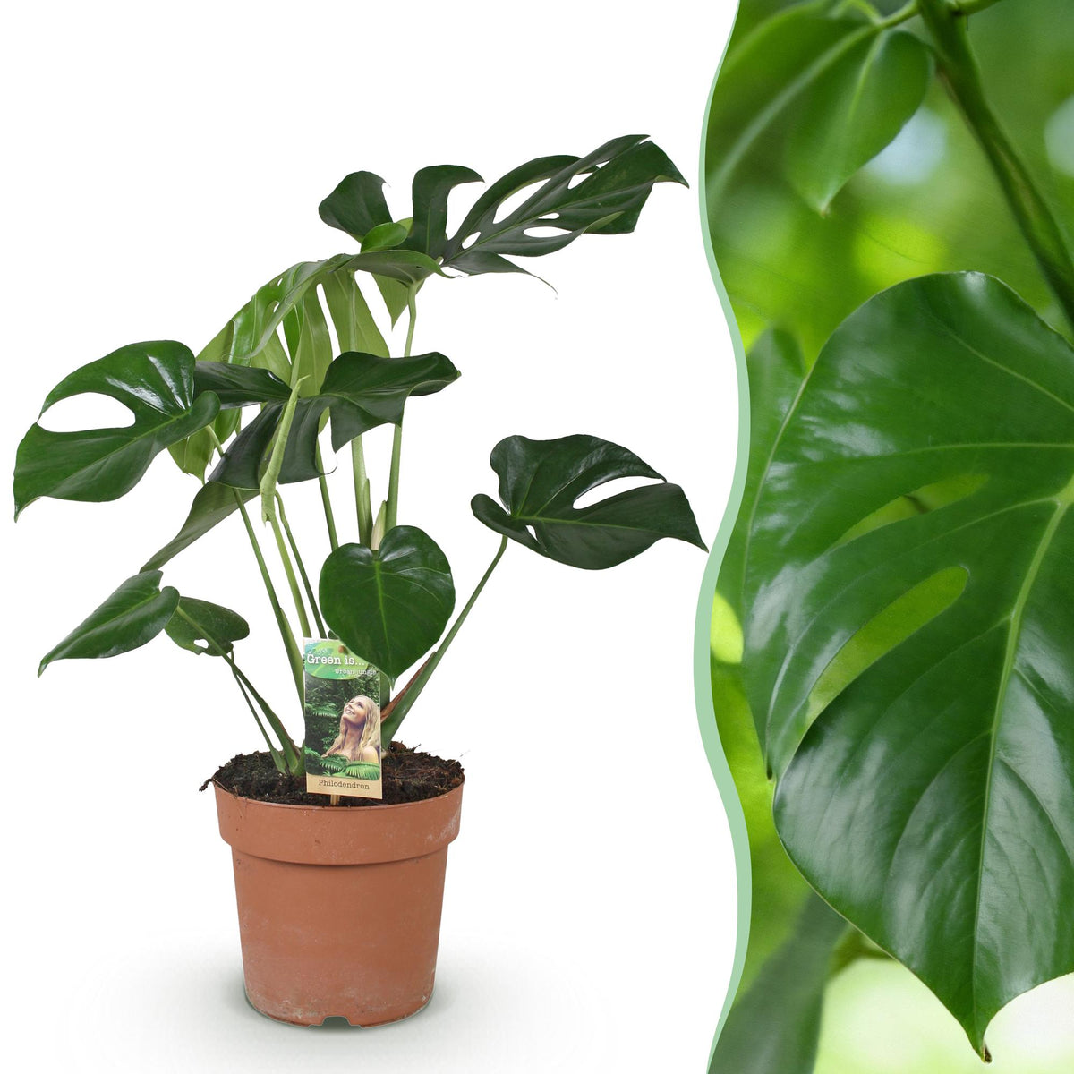 Green BoutiQ - Green is... Plantes d'intérieur - Monstera Deliciosa - Plante à trous - Peu d'entretien - Vert - 1 Plante - Pot 17cm - Hauteur 50-55cm