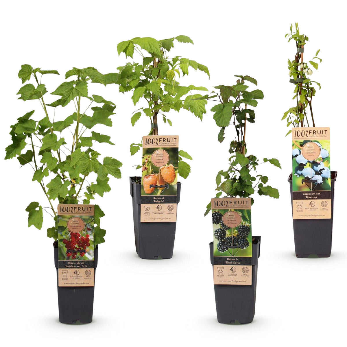 Green boutiQ - Plante fruitière - Ribes - Rubus - Mélange de Vaccinium - Arc-en-ciel - Rustique - Groseille rouge - Mûre noire - Framboise jaune - Myrtille - 4 plantes - Pot 15cm - Hauteur 50cm