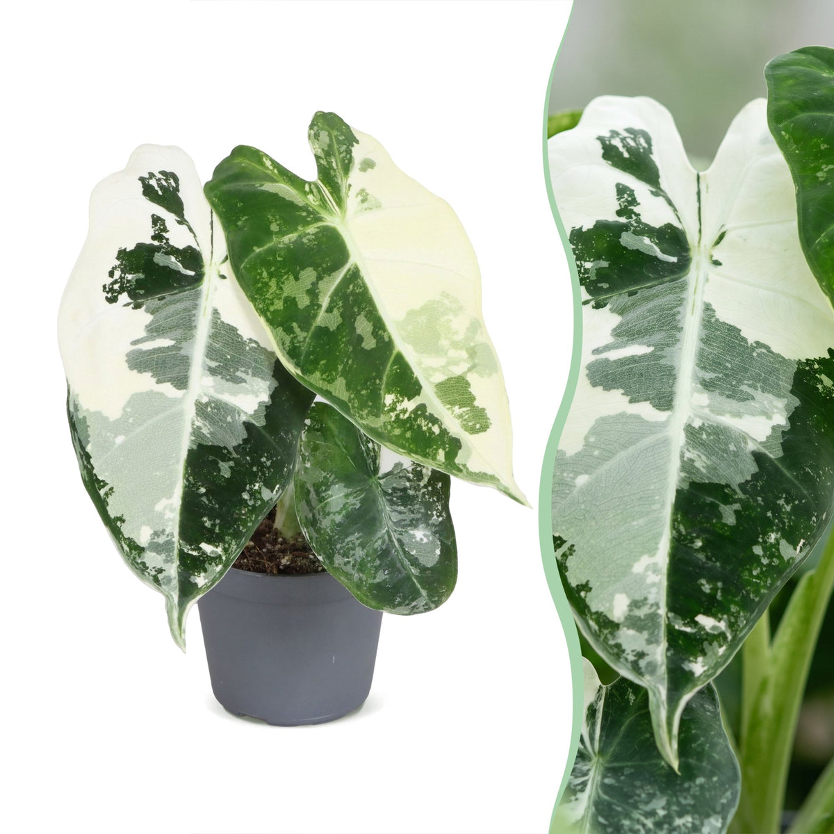 Alocasia Frydek Variegata - Variegated Green Velvet Elephant Ear - Green - Variegata - Tropical - Ø6cm - ↕12cm