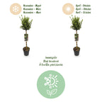 Green boutiQ - Plante sur tige - Euonymus fortunei Harlequin - Plante de terrasse - Persistant - Rustique - Feuillage vert et blanc - Pot 19cm Hauteur 90cm