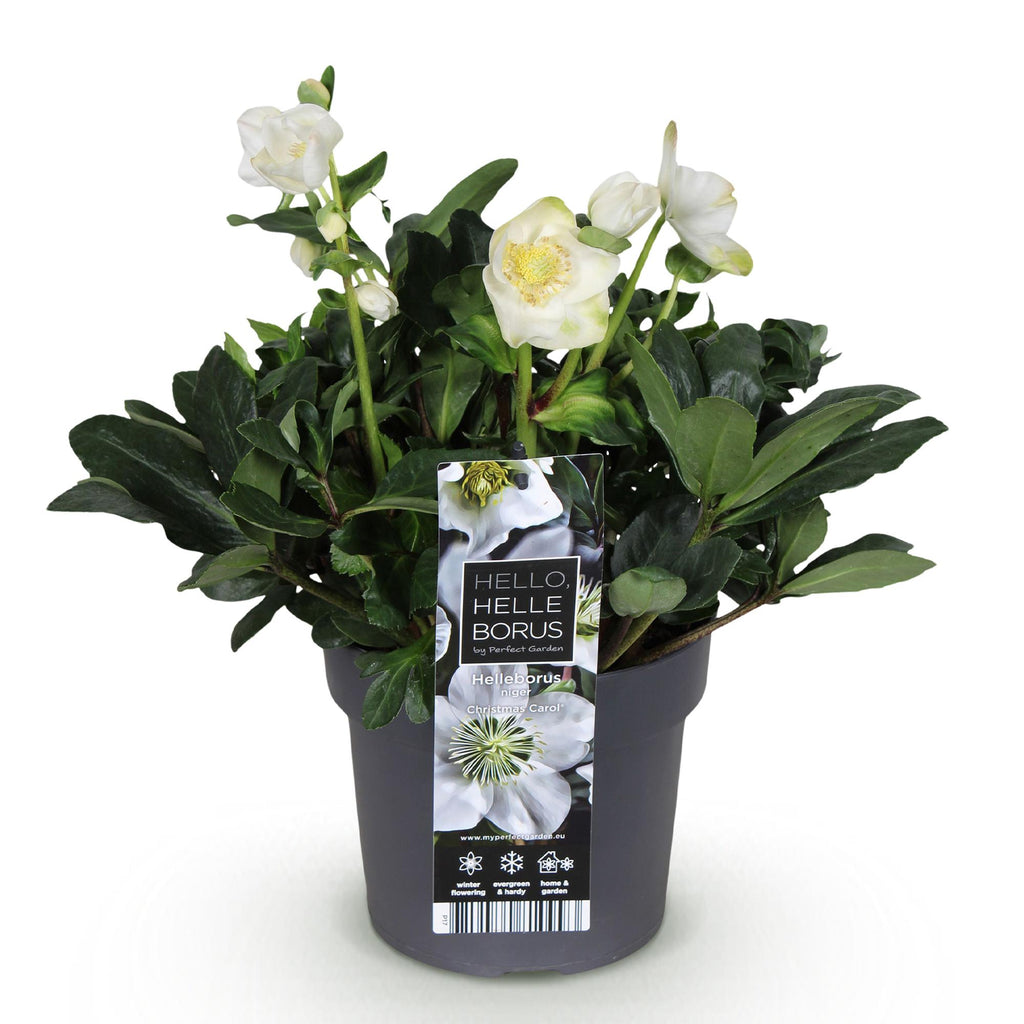 Green boutiQ - Plante de jardin - Rose de Noël - Hellébore Christmas Carol - Fleur Blanche - 1 Plante - Persistant - Pot 17cm Hauteur 35cm
