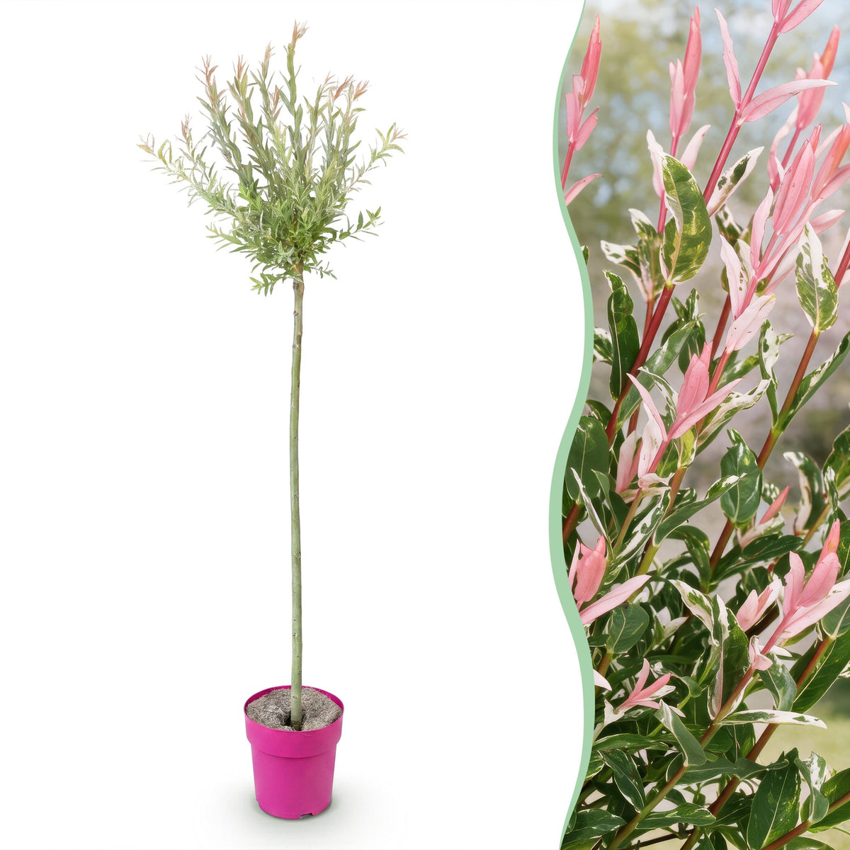 Salix Flamingo - Ø23cm - ↕140-160cm