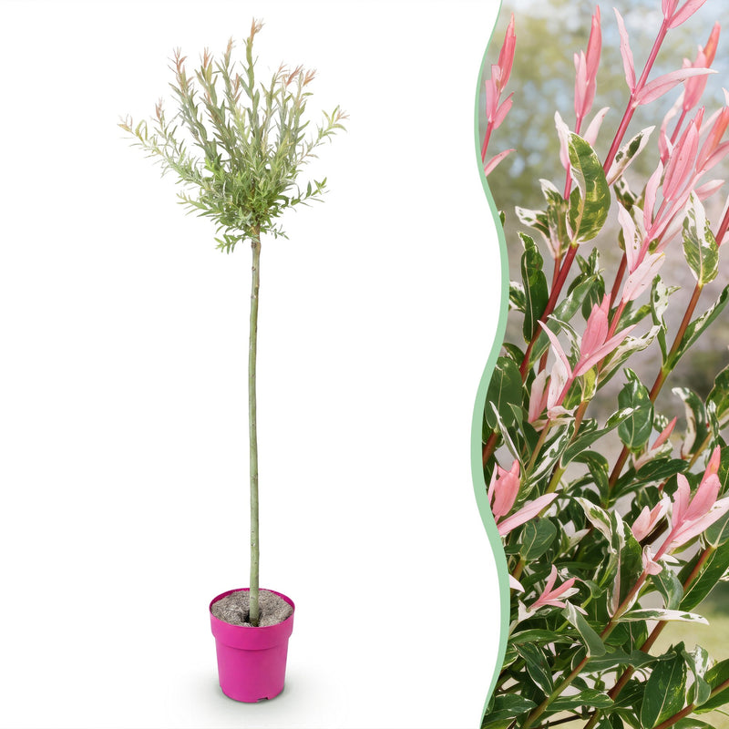 Salix Flamingo - Ø23cm - ↕140-160cm
