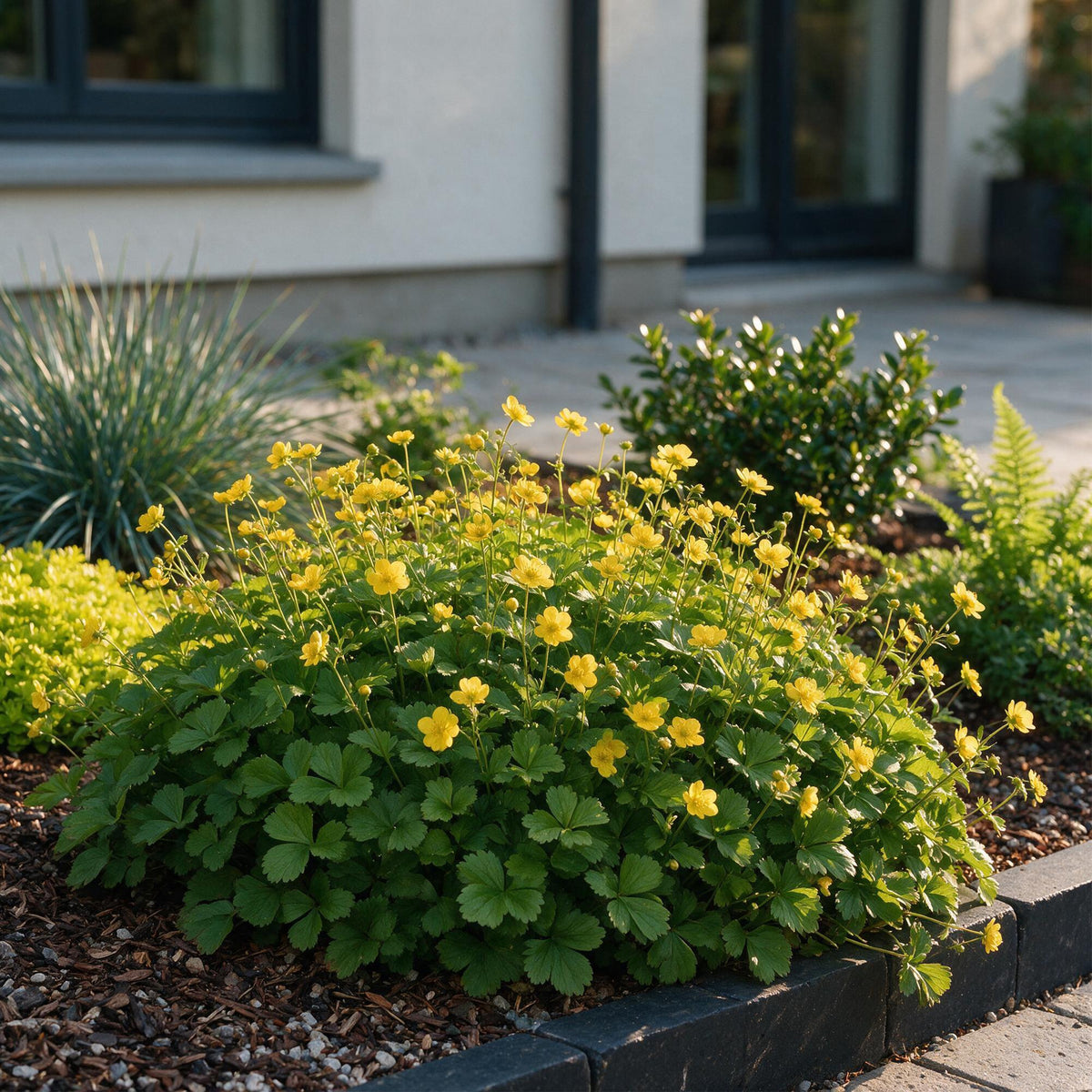 Vasteplant - Waldsteinia ternata - Goudaardbei - Bodembedekkend - Geel - 6 Planten - Pot 11cm - Hoogte 15-25cm