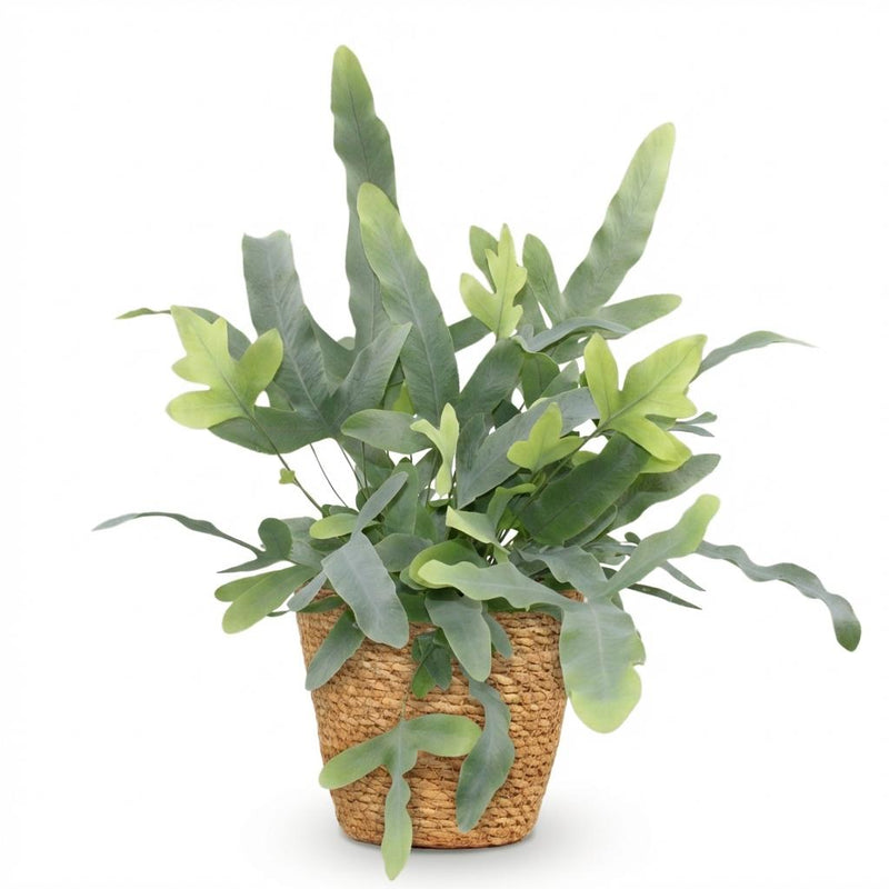 Green boutiQ - Kamerplant - Phlebodium aureum Blue Star - Blauwe Varen - Huisdiervriendelijke Plant - Blauw - 1 Plant - met Mand - Pot 12cm - Hoogte 25cm