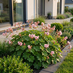 Green boutiQ - Stauden - Geranium macr. Ingwersen's Variety - Storchschnabel - Bodendeckend - Hellrosa - 12 Pflanzen - Topf 11cm - Höhe 15-25cm