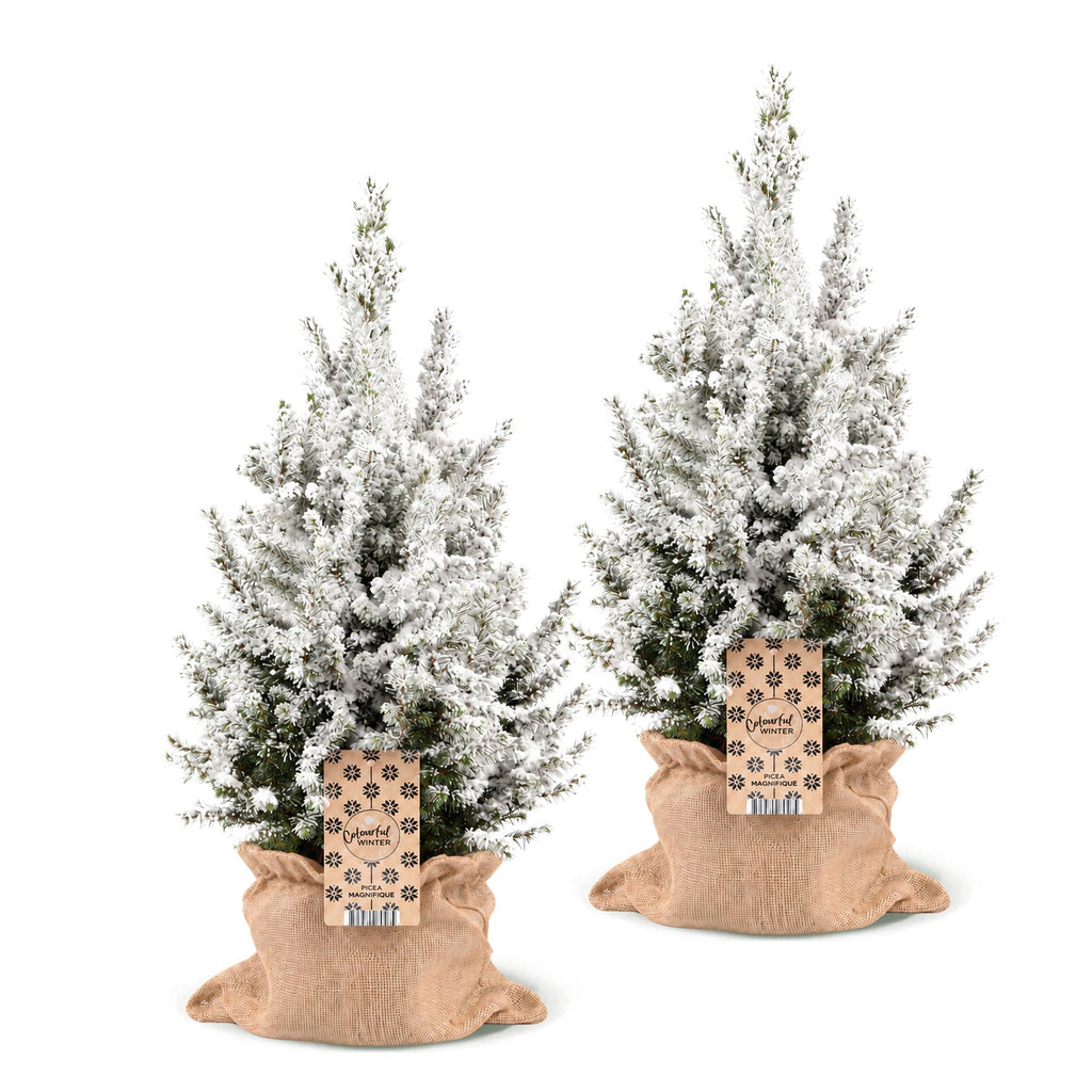 2x Picea glauca Conica - Dwarf Alberta Spruce - Green - White - Christmas tree - incl. jute bag - Ø19cm - ↕65cm