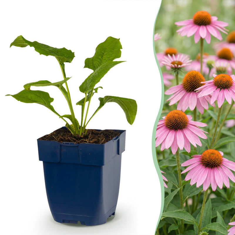 Green boutiQ - Vasteplant - Echinacea purp. Magnus - Zonnehoed - Bijen- en vlinderlokkers - Roze - 24 Planten - Pot 11cm - Hoogte 15-25cm