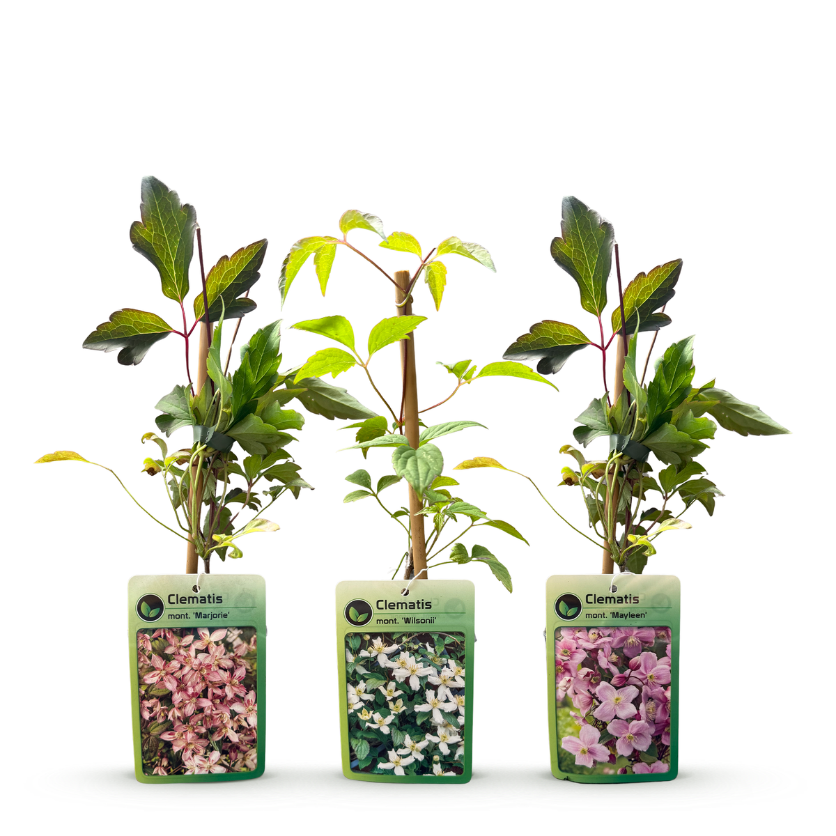 6x Clematis montana Tricolour - Mountain clematis - White - Pink - Light Pink - Climber - Ø9cm - ↕35cm