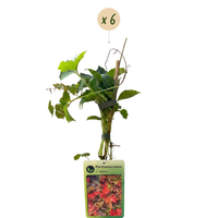 6x Parthenocissus tr. 'Veitchii Boskoop' - Boston ivy - Yellow - Green - Climber - Ø9cm - ↕35cm