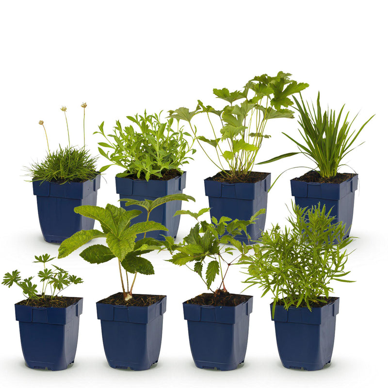 Green boutiQ - Borderpakket - Kleur Wit - 8 Vaste planten - 1 m2 - Diversen kleuren - Weinig Onderhoud - Pot 11cm