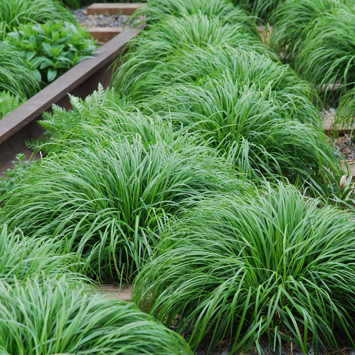Green boutiQ - Graminées ornementales - Carex oshimensis Intense Green - Vert - 2 plantes - Persistant - Peu d'entretien - Pot 17cm Hauteur 50cm