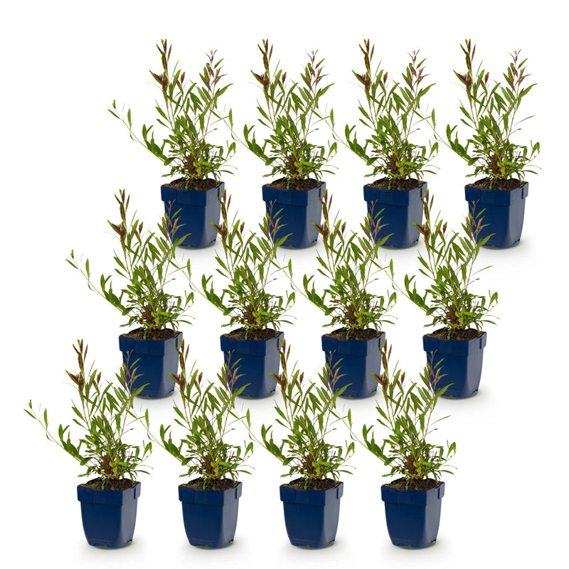 Green boutiQ - Vasteplant - Gaura Duo - Prachtkaars - Bijen en Vlinderlokkers - Roze - Wit - 12 Planten - Pot 11cm - Hoogte 15-25cm