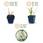 Green boutiQ - Stauden - Agapanthus africanus Albus - Afrikanische Schmucklilie - Bienen- und Schmetterlingsmagnet - Weiß - 1 Pflanze - Topf 11cm - Höhe 15-25cm