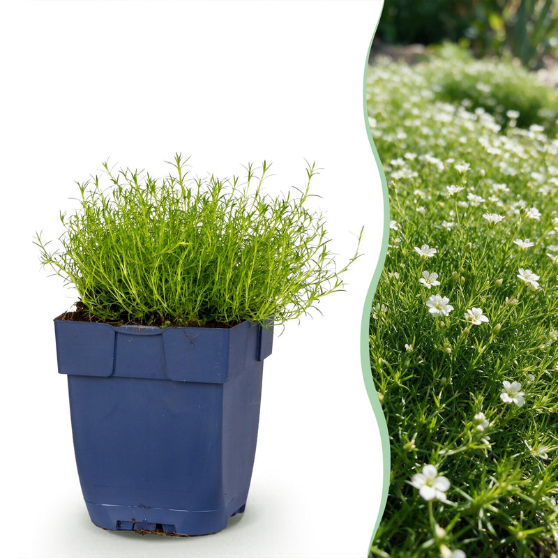 Green boutiQ - Perennial - Sagina subulata - Stonecrop - White - 24 Plants - Pot 11cm - Height 15-25cm