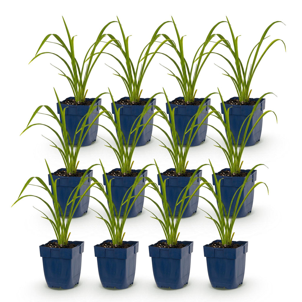 Green boutiQ - Stauden - Hemerocallis Mauna Loa - Taglilie - Bienen- und Schmetterlingsmagnet - Orange - 12 Pflanzen - Topf 11 cm - Höhe 15-25 cm