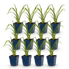 Green boutiQ - Stauden - Hemerocallis Mauna Loa - Taglilie - Bienen- und Schmetterlingsmagnet - Orange - 12 Pflanzen - Topf 11 cm - Höhe 15-25 cm