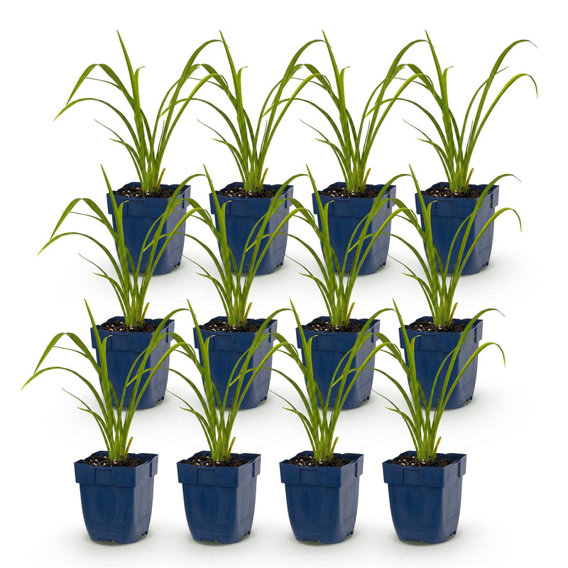 Green boutiQ - Vasteplant - Hemerocallis Mauna Loa - Daglelie - Bijen en Vlinderlokkers - Oranje - 12 Planten - Pot 11cm - Hoogte 15-25cm