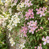 3x Clematis montana Tricolour - Mountain clematis - White - Pink - Light Pink - Climber - Ø9cm - ↕35cm