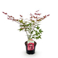 Green boutiQ - Terrassenpflanze - Japanischer Ahorn - Acer palmatum Beni Maiko - Rot - 1 Pflanze - Laubabwerfend - Topf 19cm Höhe 70cm