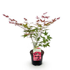 Green boutiQ - Terrassenpflanze - Japanischer Ahorn - Acer palmatum Beni Maiko - Rot - 1 Pflanze - Laubabwerfend - Topf 19cm Höhe 70cm