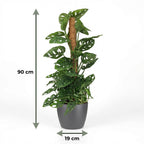 Green boutiQ - Plante d'intérieur - Monkey Mask - Monstera Adansonii sur tuteur - Vert - Peu d'entretien - 1 plante - avec pot gris - Pot 19cm - Hauteur 90cm