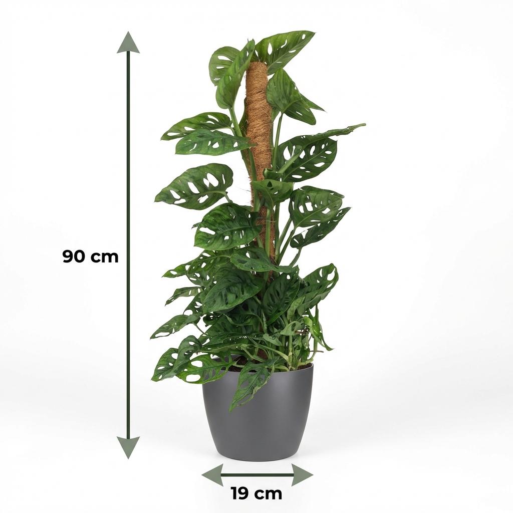 Green boutiQ - Plante d'intérieur - Monkey Mask - Monstera Adansonii sur tuteur - Vert - Peu d'entretien - 1 plante - avec pot gris - Pot 19cm - Hauteur 90cm
