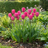 30x Tulipa Triumph Pink - Triomftulp - Roze - Voorjaarsbloeier - Bolmaat 11/12