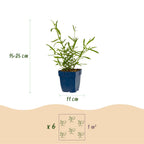 Green boutiQ - Stauden - Verbena bonariensis Lollipop - Eisenkraut - Bienen- und Schmetterlingsmagnet - Lila - 6 Pflanzen - Topf 11cm - Höhe 15-25cm