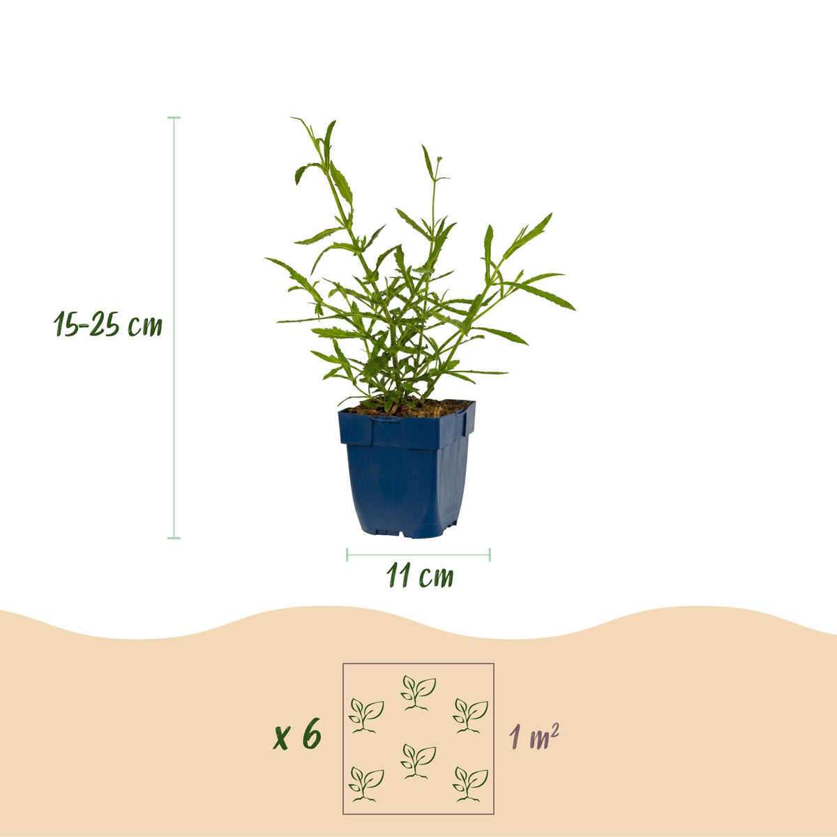 Green boutiQ - Stauden - Verbena bonariensis Lollipop - Eisenkraut - Bienen- und Schmetterlingsmagnet - Lila - 6 Pflanzen - Topf 11cm - Höhe 15-25cm