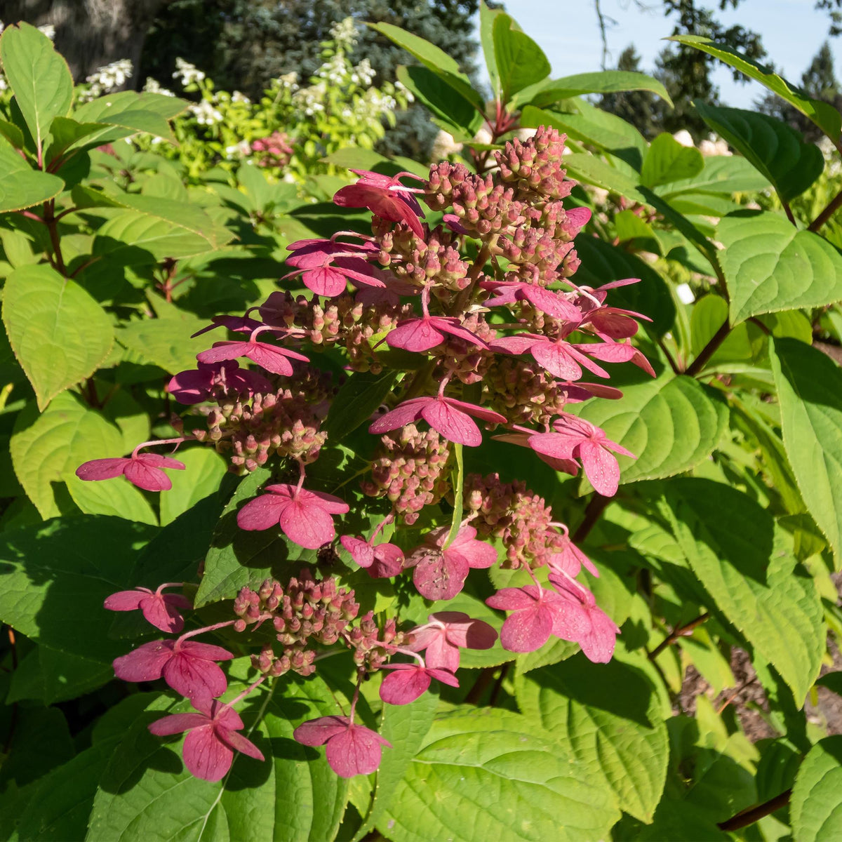 Green boutiQ - Hortensia paniculé - Hydrangea paniculata 'Wim's Red' - Fleurs blanches et rouges - 1 plante - Caduc - Grandes fleurs - Pot 17cm Hauteur 50cm