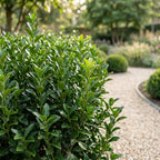 Green boutiQ - 24x Euonymus japonica Green Spire - Japanischer Spindelstrauch - Heckenpflanzen - Immergrün - Grün - Topf 9cm - Höhe 20-25cm