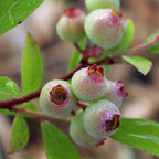 Green boutiQ - Plant fruitier - Vaccinium cor. Pink Lemonade - Myrtille rose - Rustique - Baie rose - 2 plantes - Pot 15cm - Hauteur 50cm