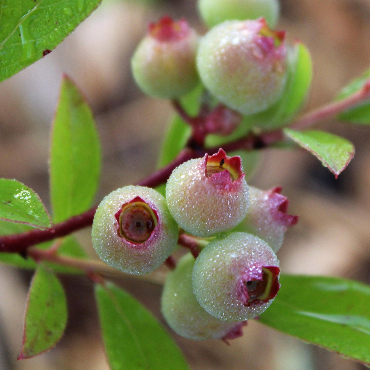 Green boutiQ - Plant fruitier - Vaccinium cor. Pink Lemonade - Myrtille rose - Rustique - Baie rose - 2 plantes - Pot 15cm - Hauteur 50cm