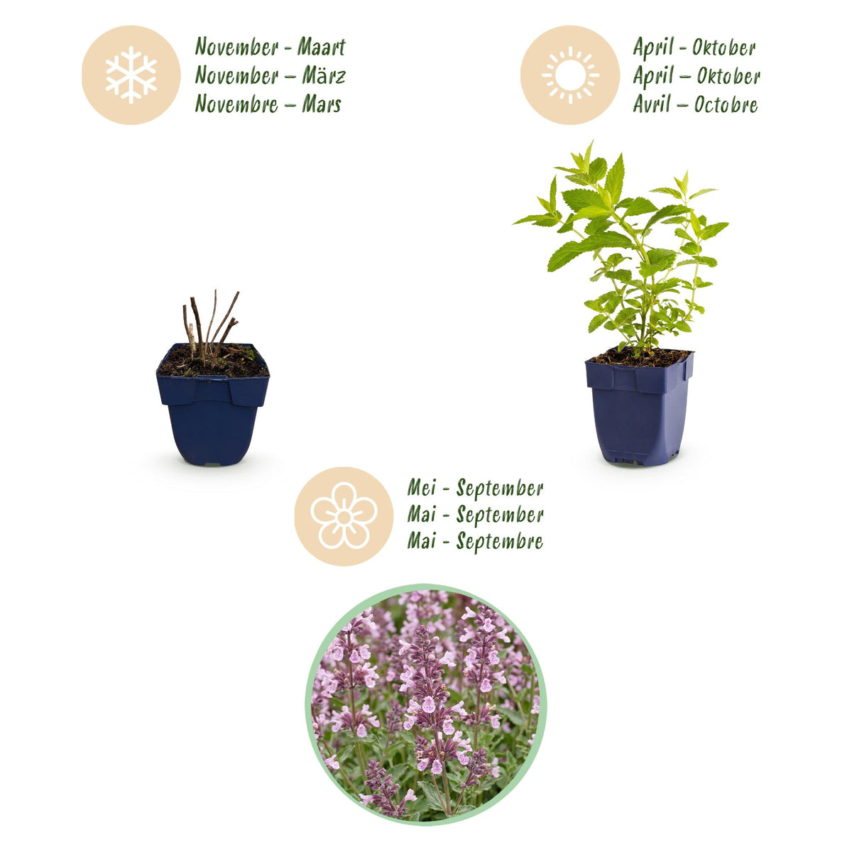 Green boutiQ - Plante vivace - Nepeta sib. Wild Orchid - Herbe aux chats - Attire les abeilles et les papillons - Rose - 1 plante - Pot 11cm - Hauteur 15-25cm