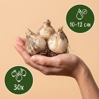 30x Allium Purple Sensation - Sierui - Paars - Zomerbloeier - Bolmaat 10/12