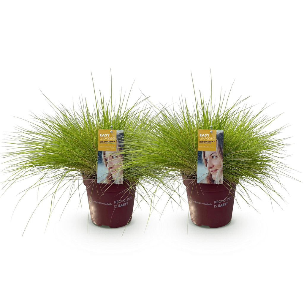 Green boutiQ - Graminées - Fétuque bleue Golden Toupee - Jaune - 2 Plantes - Persistante - Facile d'entretien - Pot 17cm Hauteur 50cm