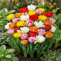 60x Tulipa Double mix - Gevulde tulp mix - Diversen - Voorjaarsbloeier - Bolmaat 11/13