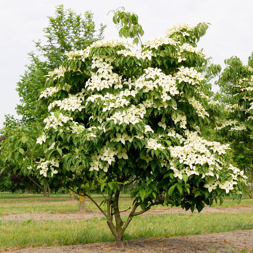 Green boutiQ - Plante de Jardin - Cornus kousa chinensis - Fleur Blanche - 1 Plante - Caduc - Peu d'Entretien - Pot 12cm Hauteur 35cm