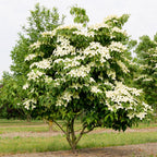 Green boutiQ - Plante de Jardin - Cornus kousa chinensis - Fleur Blanche - 1 Plante - Caduc - Peu d'Entretien - Pot 12cm Hauteur 35cm