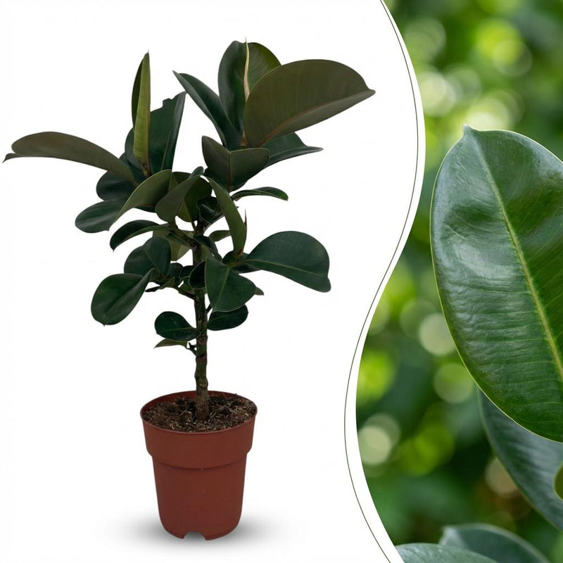 Green boutiQ - Kamerplant - Rubberplant - Ficus Elastica Cloe - Groen - Weinig onderhoud - 1 Plant - Pot 19cm - Hoogte 65cm
