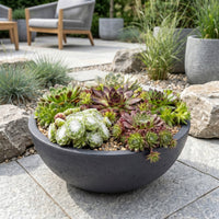 24x - Sempervivum Big Sam - Ø7cm - ↕10-12cm